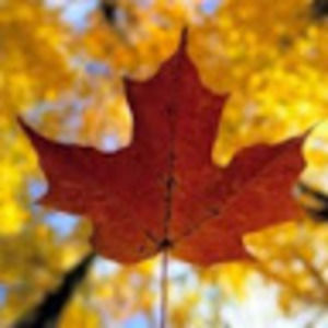 Meet your Posher, Lorie